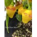 Puerto Rican Yellow Pepper Seeds 