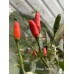 Chilpaya Tuxtlas Pepper Seeds 