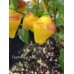 Puerto Rican Yellow Pepper Seeds 