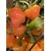 Royal Gold Pepper Seeds 