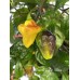 Puerto Rican Yellow Pepper Seeds 