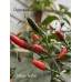Chilpaya Tuxtlas Pepper Seeds 