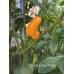 Pequin Large Orange Pepper Seeds 