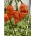 Carolina Reaper Orange Long Pepper Seeds Carolina Reaper Orange Long Pepper Seeds