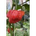 Monster Moruga Red Pepper Seeds 