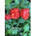 Monster Moruga Red Pepper Seeds 