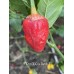 7-Pot Bubble Gum x Butch T Pepper Seeds 7-Pot Bubble Gum x Butch T Pepper Seeds