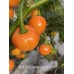APS Hot Orange Cherry Pepper Seeds APS Hot Orange Cherry Pepper Seeds
