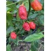 7-Pot Bubble Gum x Butch T Pepper Seeds 7-Pot Bubble Gum x Butch T Pepper Seeds