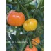 APS Hot Orange Cherry Pepper Seeds APS Hot Orange Cherry Pepper Seeds
