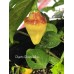 Puerto Rican Yellow Pepper Seeds 
