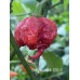 7-Pot Dragons breath STR 3 Pepper Seeds 