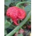 7-Pot Dragons breath STR 3 Pepper Seeds 