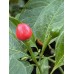 Istagua Pepper Seeds Istagua Pepper Seeds