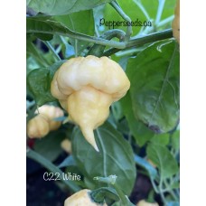 C22 white Pepper Seeds C22 white Pepper Seeds