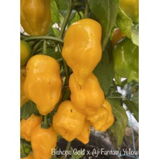 Bishops Gold x Aji Fantasy Yellow Pepper Seeds 
