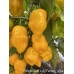 Bishops Gold x Aji Fantasy Yellow Pepper Seeds Bishops Gold x Aji Fantasy Yellow Pepper Seeds