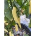 APS White Hot Finger Pepper Seeds 