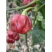 Scotch Bonnet Cappuccino Pepper Seeds 