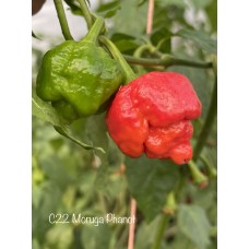 C22 Moruga Phanot Pepper Seeds