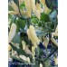 APS White Hot Finger Pepper Seeds 
