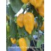 Bishops Gold x Aji Fantasy Yellow Pepper Seeds Bishops Gold x Aji Fantasy Yellow Pepper Seeds