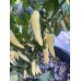 APS White Hot Finger Pepper Seeds 