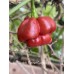 Scotch Bonnet Cappuccino Pepper Seeds 