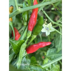 Malagueña Pepper Seeds 