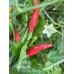 Malagueña Pepper Seeds 