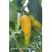 Bishops Gold x Aji Fantasy Yellow Pepper Seeds Bishops Gold x Aji Fantasy Yellow Pepper Seeds