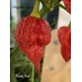 Beast Red Pepper Seeds 
