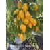 Bishops Gold x Aji Fantasy Yellow Pepper Seeds Bishops Gold x Aji Fantasy Yellow Pepper Seeds