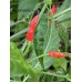 Malagueña Pepper Seeds 