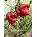 Scotch Bonnet Cappuccino Pepper Seeds 