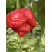 C22 Moruga Phanot Pepper Seeds C22 Moruga Phanot Pepper Seeds