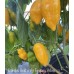 Bishops Gold x Aji Fantasy Yellow Pepper Seeds Bishops Gold x Aji Fantasy Yellow Pepper Seeds