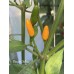 Pequin Yellow Pepper Seeds 