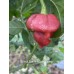 Scotch Bonnet Cappuccino Pepper Seeds 