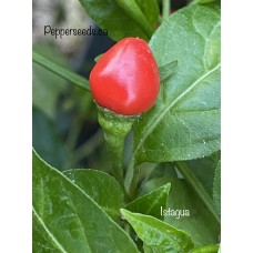 Istagua Pepper Seeds 