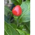 Istagua Pepper Seeds Istagua Pepper Seeds
