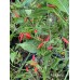 Malagueña Pepper Seeds 