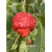 C22 Moruga Phanot Pepper Seeds C22 Moruga Phanot Pepper Seeds