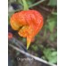 7-Pot Dragons breath STR 3 Pepper Seeds 