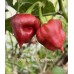 Scotch Bonnet Cappuccino Pepper Seeds 