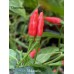 Malagueña Pepper Seeds 