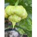 C22 white Pepper Seeds C22 white Pepper Seeds