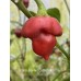 Scotch Bonnet Cappuccino Pepper Seeds 