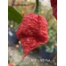 BOC x SKB Red Pepper Seeds BOC x SKB Red Pepper Seeds
