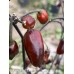 Kathumby Black Pepper Seeds 
